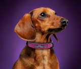 Anti Lost Dog lettering collar - overstocktarget